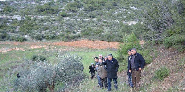 Kuşadası Deve Güreşleri 1 Şubat’ta Yapılacak