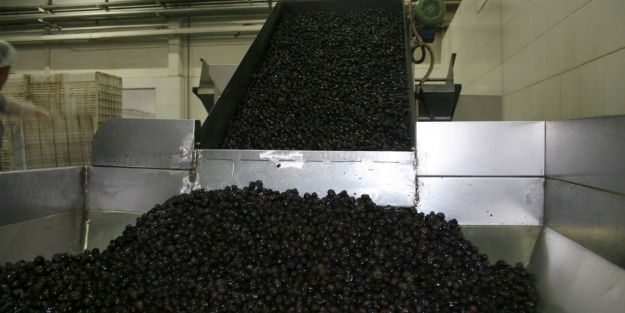 Bursa zeytinde liderliği kaptırdı