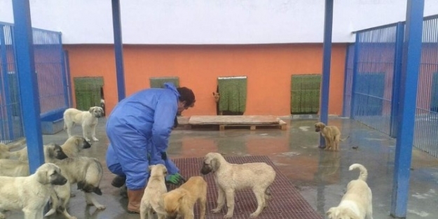 Köpek Barınma Evinde Kış Ayı Tadilat Çalişmalari Devam Ediyor