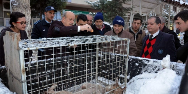 Bursa'da aç kalan kurt şehre indi