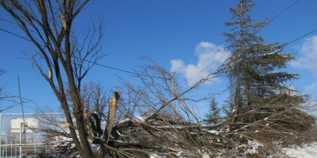 Hisarcık’taki Yoğun Kar Ağaçlara Zarar Verdi
