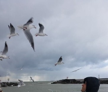 Akçakoca’da Aç Kalan Martılara Yem Atılıyor
