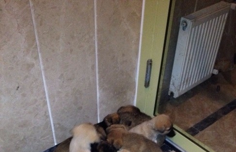 Sokakta Buldukları Köpek Yavrularını Apartmanda Beslemeye Başladılar