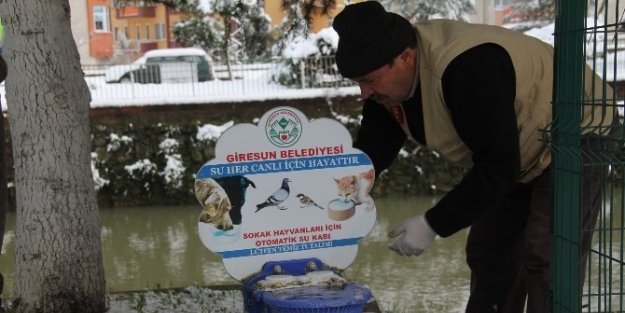Giresun Belediyesi Kara Kışta Sokak Hayvanlarını Unutmadı