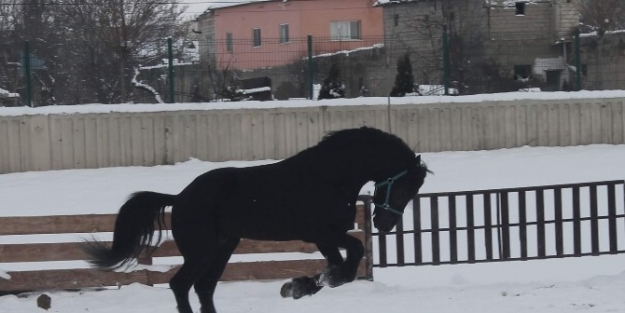 Siyah İnci’nin Kar Sevinci