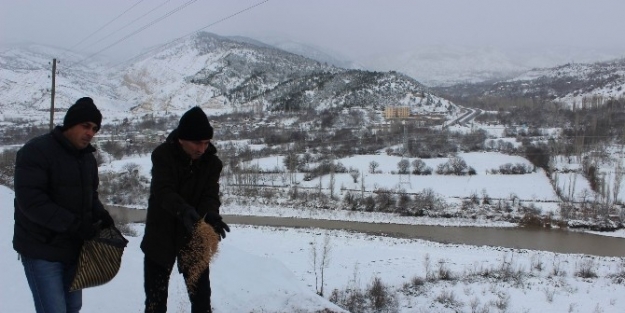 Koyulhisar’da Doğaya Yem Bırakıldı