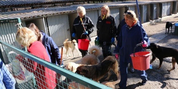 Köpek Ölümlerinin Yaşandığı Hayvan Barınağını İngilizler Temizledi