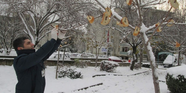 Kuşlar aç kalmasın diye...