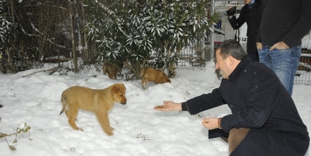 Darıca Belediyesi Sokak Hayvanları Unutmadı