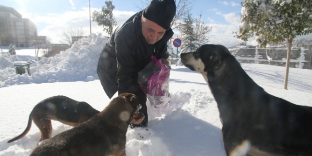 Sokak Hayvanlarına 1 Ton 250 Kilo Kuru Mama Dağıtıldı
