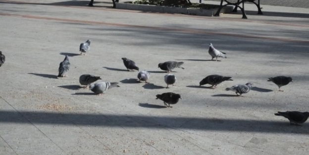 Burhaniye De Emekli Kahveci Güvercinleri Besliyor