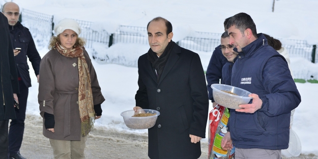 Edebali sokak hayvanlarına yem dağıttı