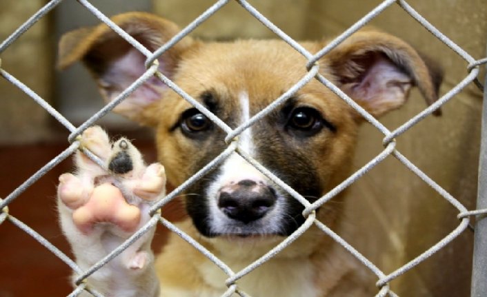 Hatay'da köpek katliamı! 12 yavruyu yakarak ve döverek öldürdüler