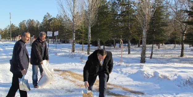 Cihanbeyli Belediyesi’nden Kuşlara Yem