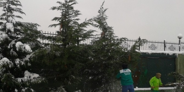 Ağaçlardaki Karlar Temizleniyor