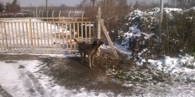 Bekçi köpeğine inanılmaz eziyet!