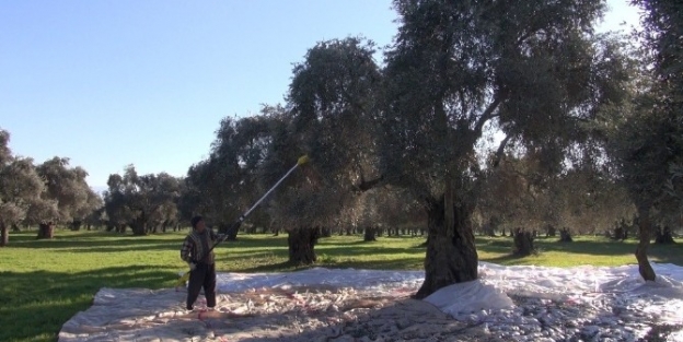 Zeytin Sezonu Ağır Kış Şartlarina Rağmen Sürüyor