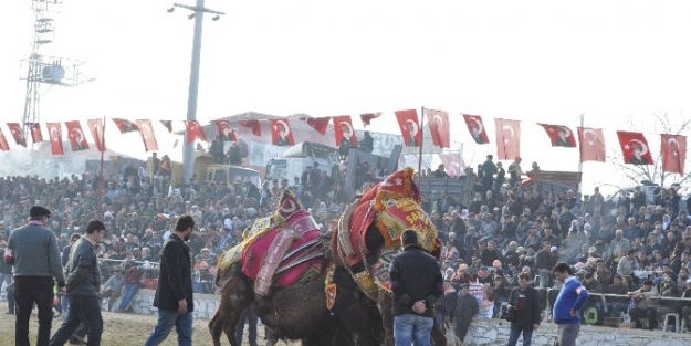 Yatağan Deve Güreşleri 18 Ocak’ta Yapılacak