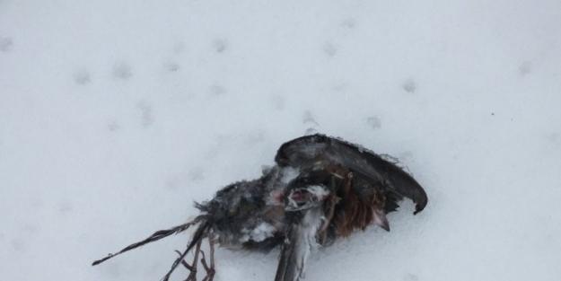 Ağaçlara Sığınan Kuşlar Donarak Öldü