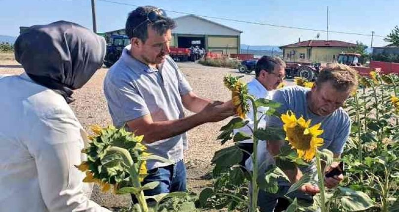 Bursa'da çayır tırtılı görülen ekili alanlar ilaçlandı