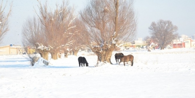 Erciyes Dağı İle Bütünleşen Yılkı Atlarına Melikgazi’den Yaşam Desteği