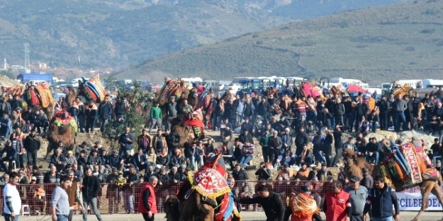 Menemen Deve Güreşleri İle Şenlendi