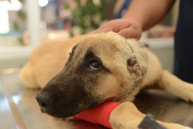 Vahşet! 3 aylık yavru köpek kulakları kesik, derisi yüzülmüş halde bulundu