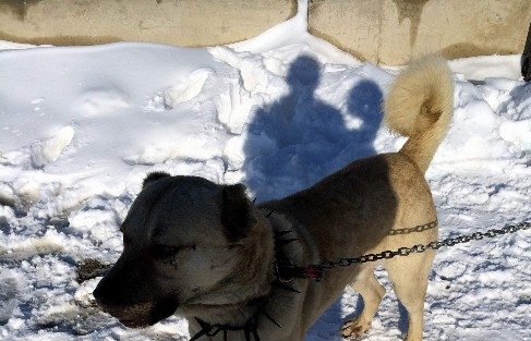 Yaralı Çoban Köpeğine Barınma Evi Sahip Çikti