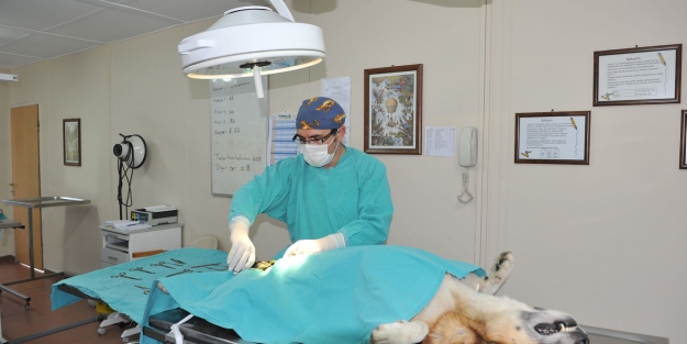 Sahipsiz kalmadılar!