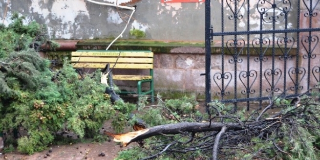 Lodos Ağaçların Dallarını Kırdı