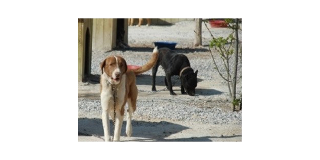 Ankara Üniversitesi'nden köpek skandalına yanıt!