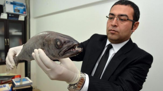 Mersin Körfezi'nde zehirli balık alarmı