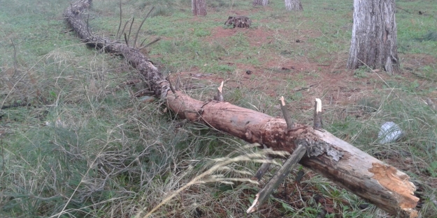 Devrilen çamlar yeniden dikilecek