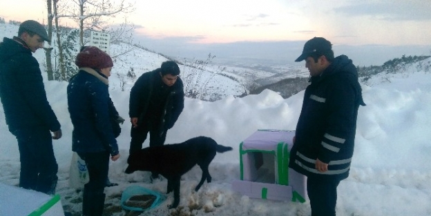 Zabıta’dan Sokak Hayvanlarına Barınak
