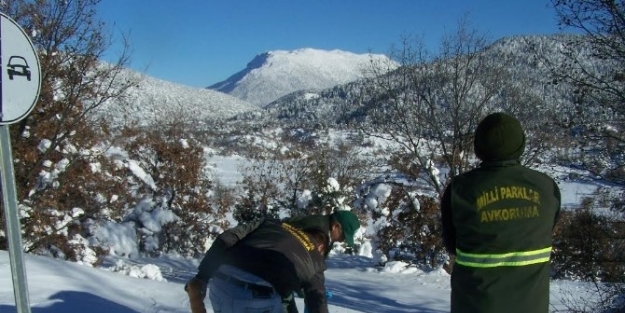 Beyşehir’de Yaban Hayvanları Unutulmuyor