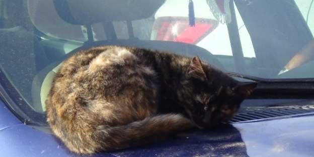 Soğukluk Sokak Kedilerini Araç Kaputuna Sığındırdı