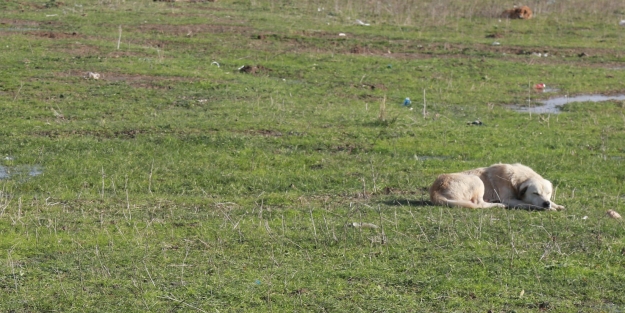 Büyükşehir onları unutmadı