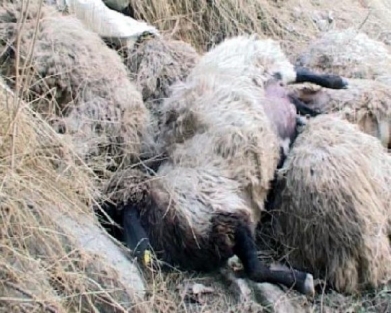 Bursa'da dam çöktü! 80 koyun telef oldu!