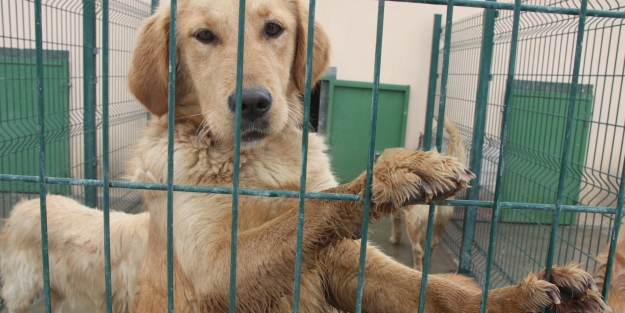 Bursa'da sokak hayvanları sahipsiz kalmadı!