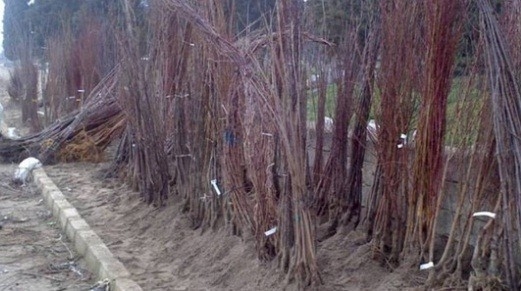 Iğdir’da Fidan Satış Yeri Belirlendi