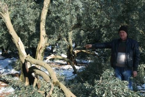Kar zeytin üreticilerini vurdu!