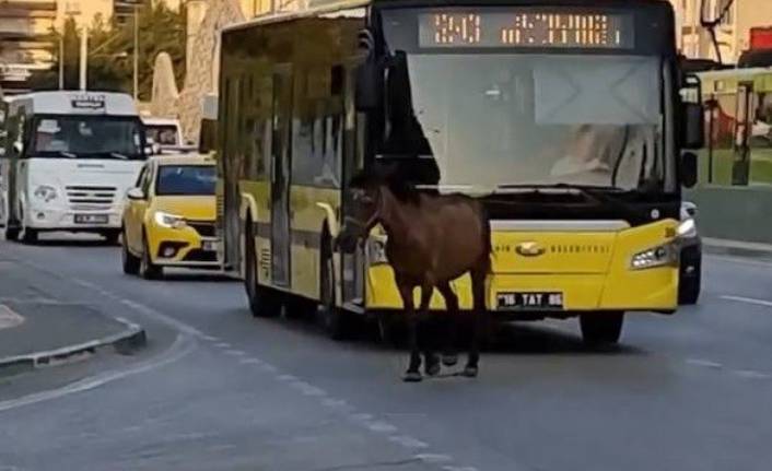 Bursa'da başıboş at trafiği aksattı