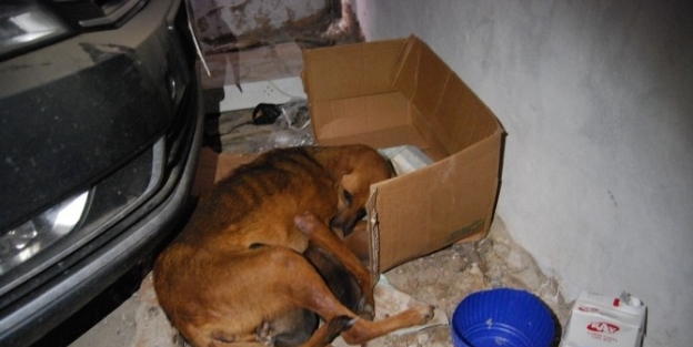 Kışın Ortasında Yavrulayan Köpek Belediye’ye Sığındı