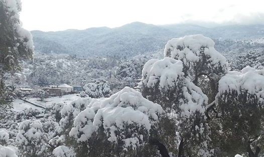 Fiyatlarla Sevinen Zeytinci, Kar Ve Don İle Üzüldü