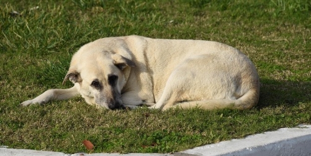 Aliağa’da Sokak Hayvanları Sahipsiz Değil