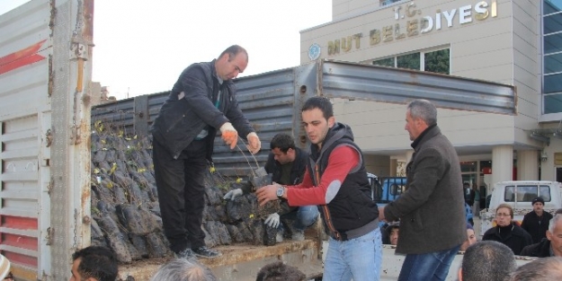 Mut Belediyesi Çiftçiye Antep Fıstığı Fidanı Dağıtıyor