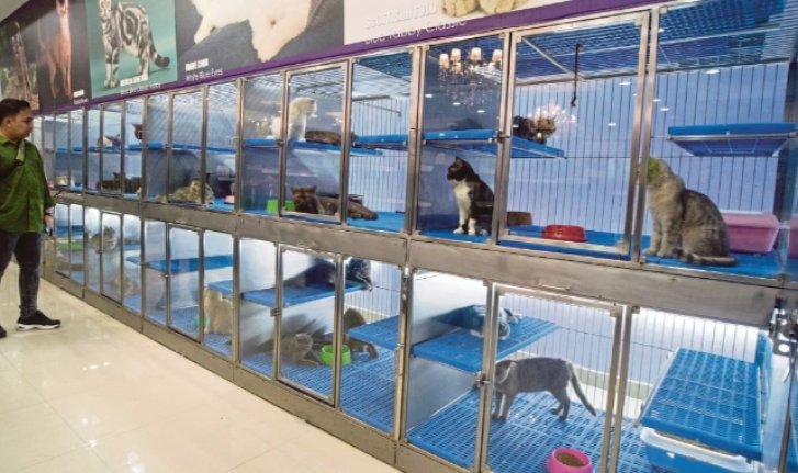 Yasa yürürlüğe girdi! Petshop vitrinlerinden kedi ve köpekler kaldırıldı