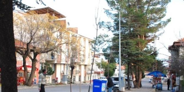 Kuruyan Çamlarin Yerleri Yeniden Ağaçlandırılıyor