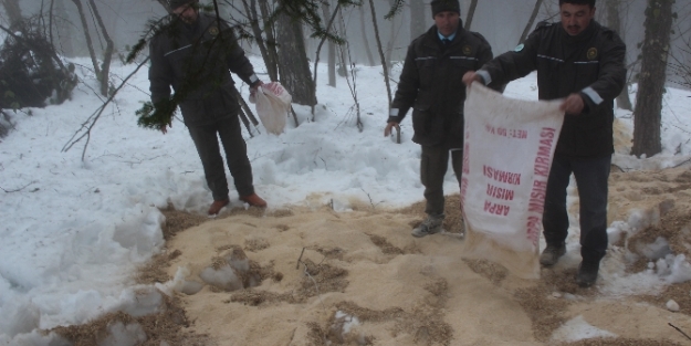 Doğaya tonlarca yem bıraktılar