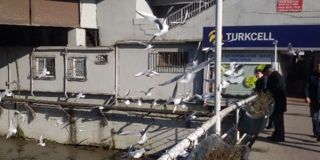 Martıların Ekmek Savaşı